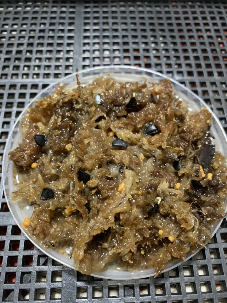 Agave hurteri Guareliano (アガベ フルテリ ガレリアーノ)