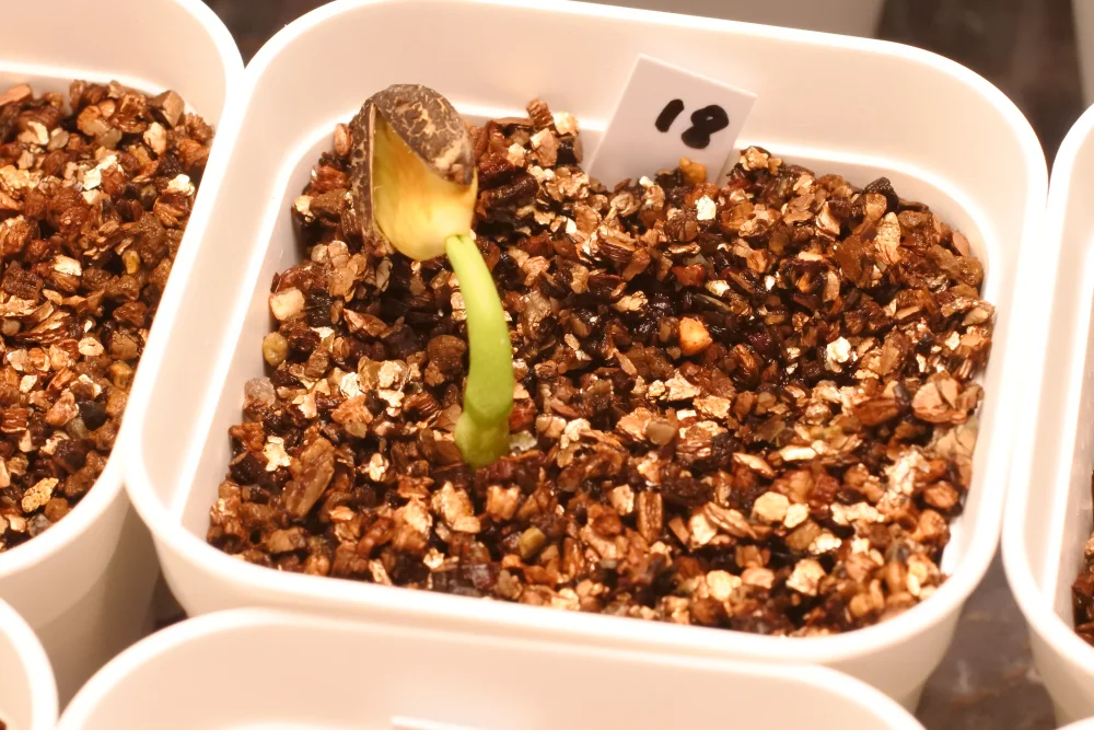 Jatropha podagrica yellow (ヤトロファ ポダグリカ イエロー)
