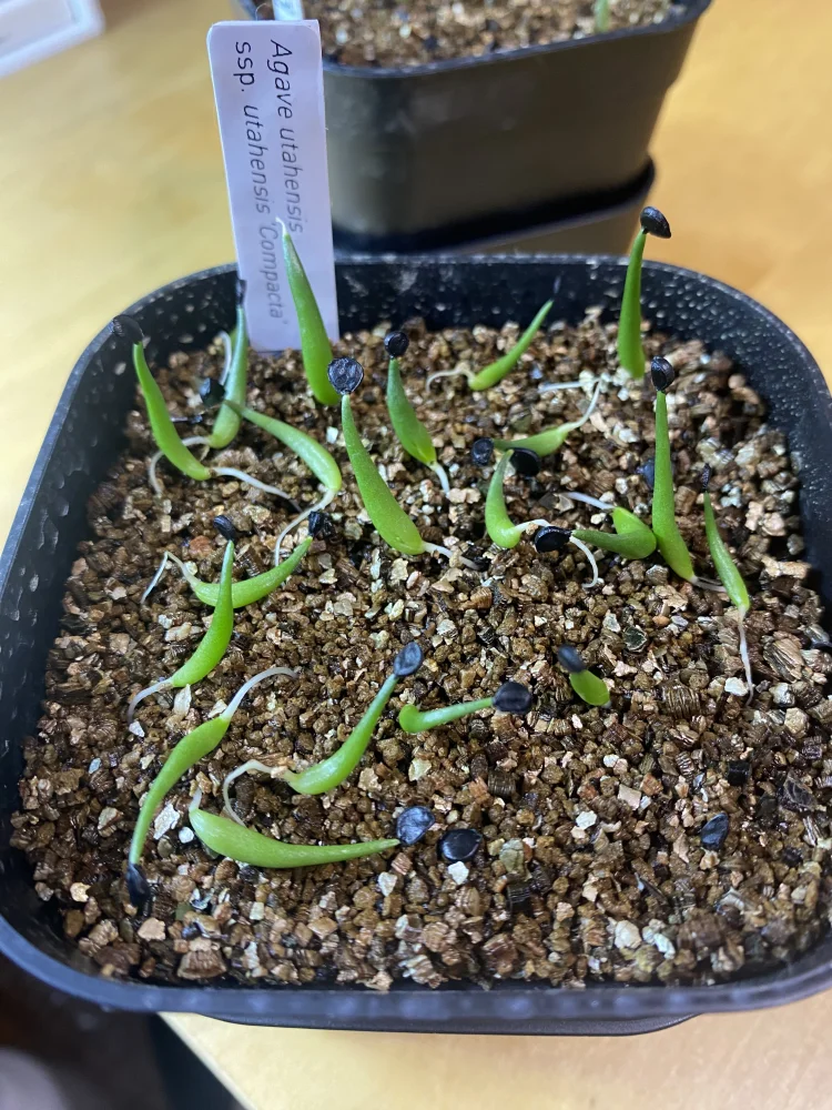 アガベ ユタエンシスコンパクタ Agave utahensis ssp. utahensis Compacta