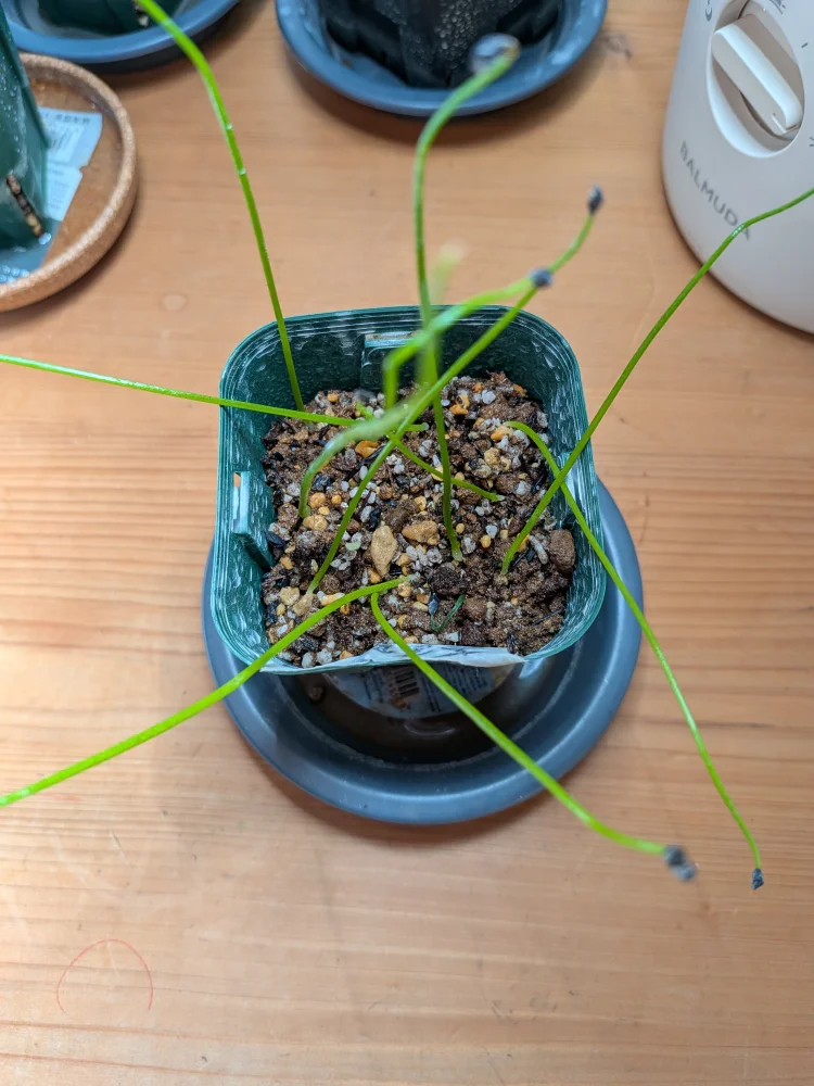 Bowiea volubilis (ボウィエア ボルビリス 蒼角殿)