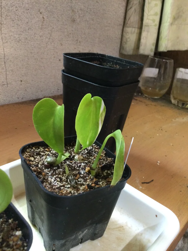 Monstera deliciosa Tauerii (モンステラ タウエリー)