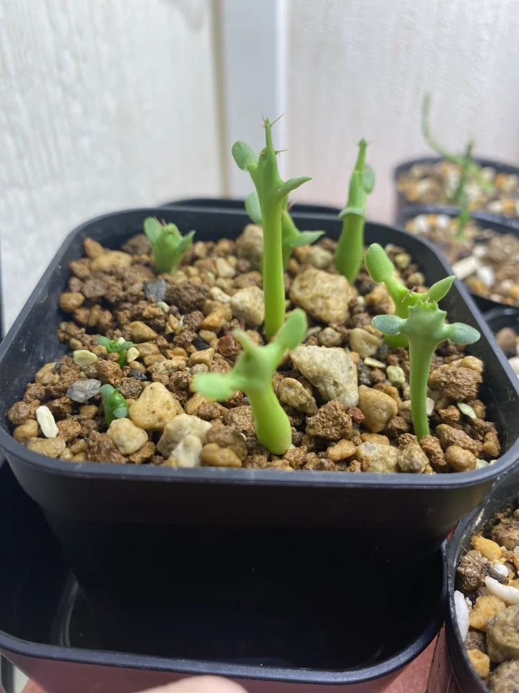 Euphorbia graniticola (ユーフォルビア グラニティコラ)