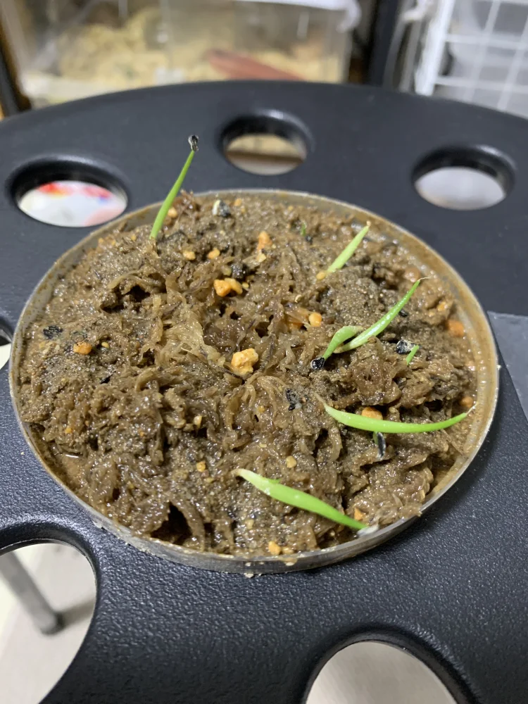 アガベ ビクトリアレジーナエ 笹の雪 Agave victoriae-reginae ssp. victoriae-reginae｜人気品種 初心者向け 発芽しやすい