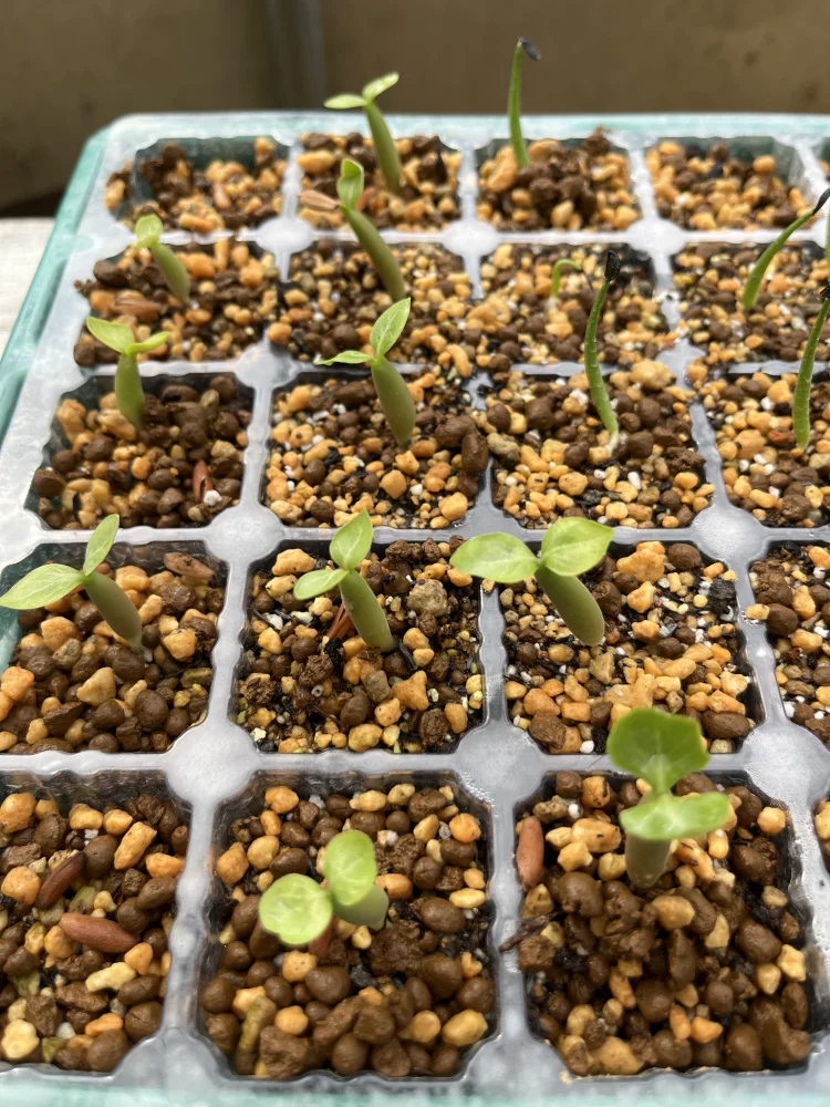 x MKMK Adenium arabicum Godji x MKMK (アデニウム ゴッジ)