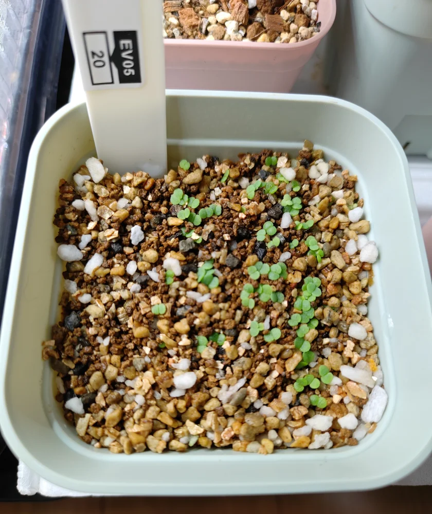発芽良好