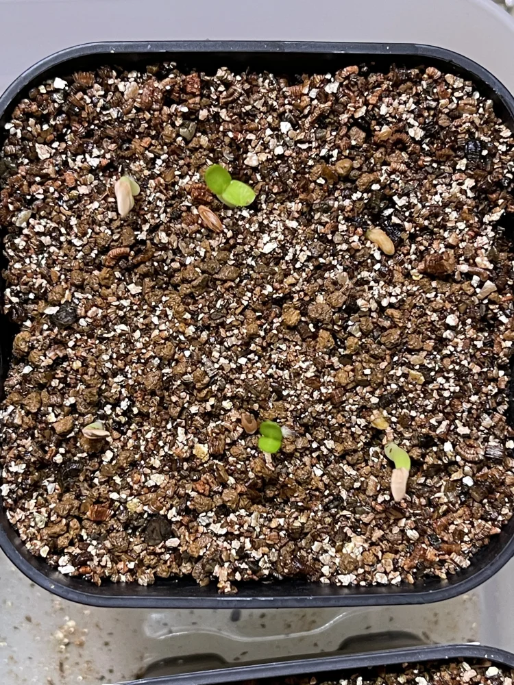 Pachypodium enigmaticum (パキポディウム エニグマチカム)