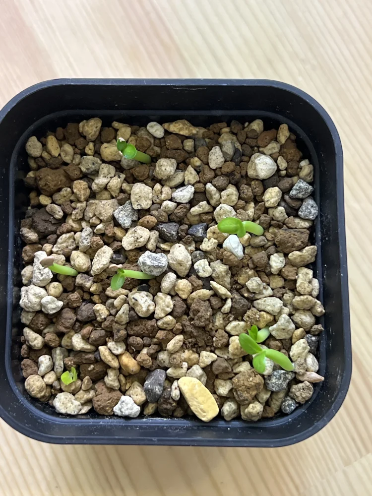 Pachypodium rosulatum var. inopinatum ([プレゼント種子 3月22日まで] パキポディウム イノピナツム)