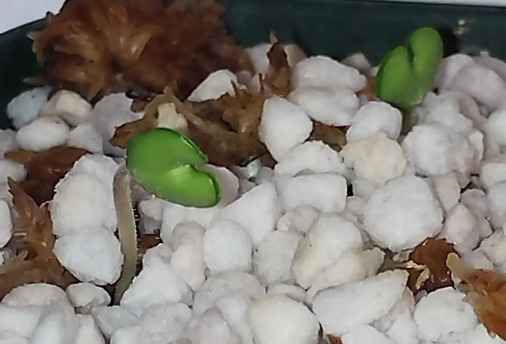 ジャカランダ ミモザエフォリア Jacaranda mimosaefolia