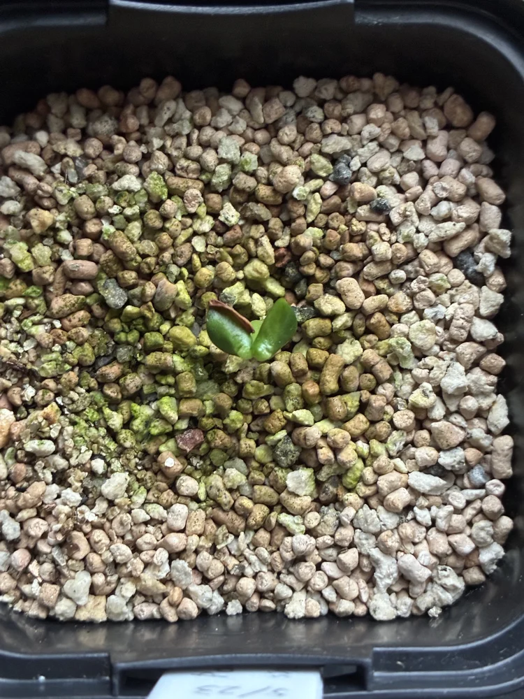 [プレゼント種子] パキポディウム マカイエンセ Pachypodium rosulatum var. makayense Lot. FREE