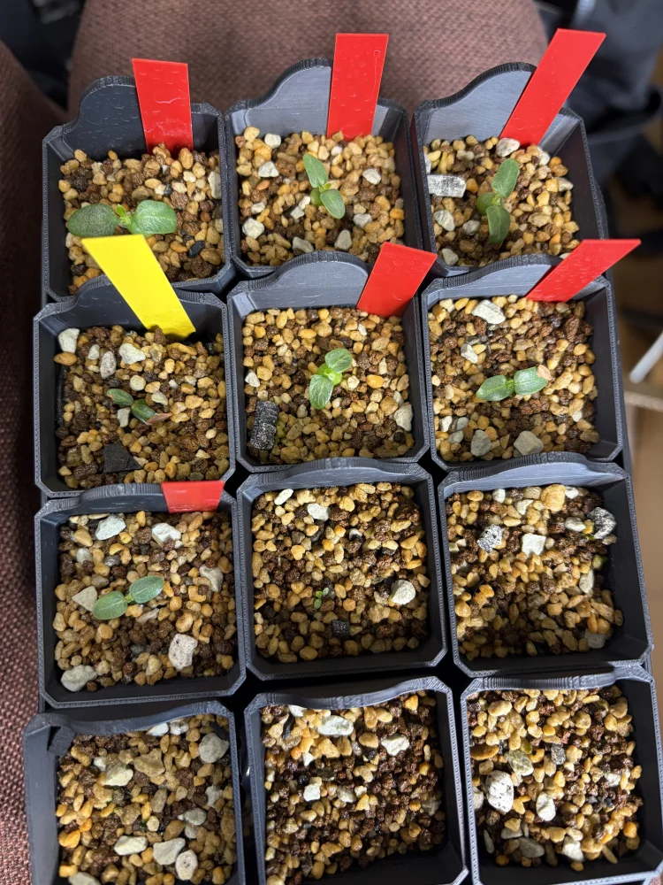 Pachypodium rosulatum subsp. makayense (パキポディウム マカイエンセ)