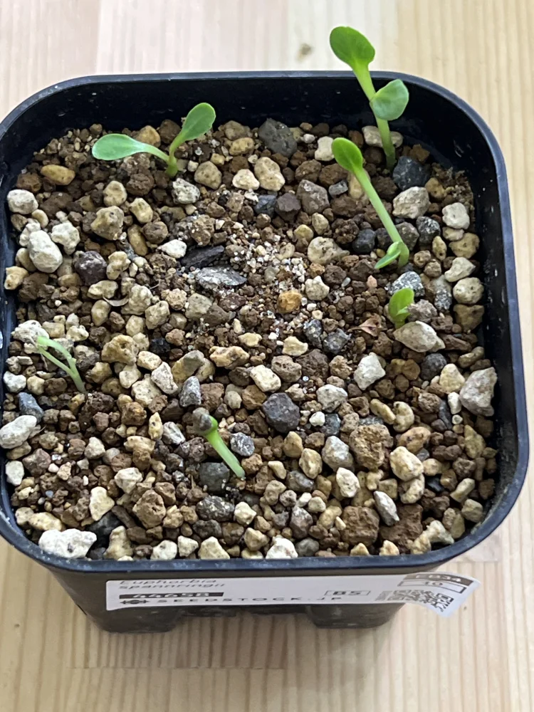 Euphorbia spannringii (ユーフォルビア スパンリンギー フィッシュボーン)