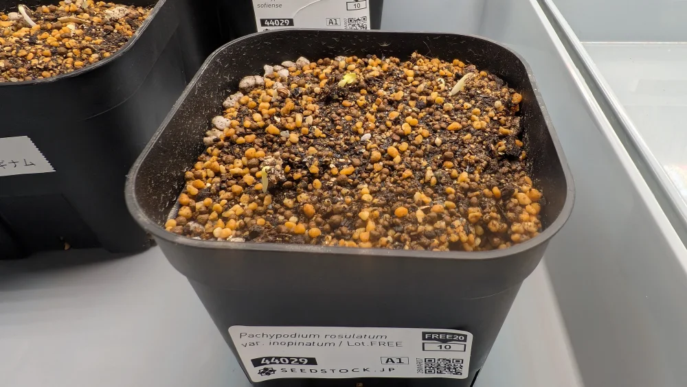 Pachypodium rosulatum var. inopinatum (パキポディウム イノピナツム)