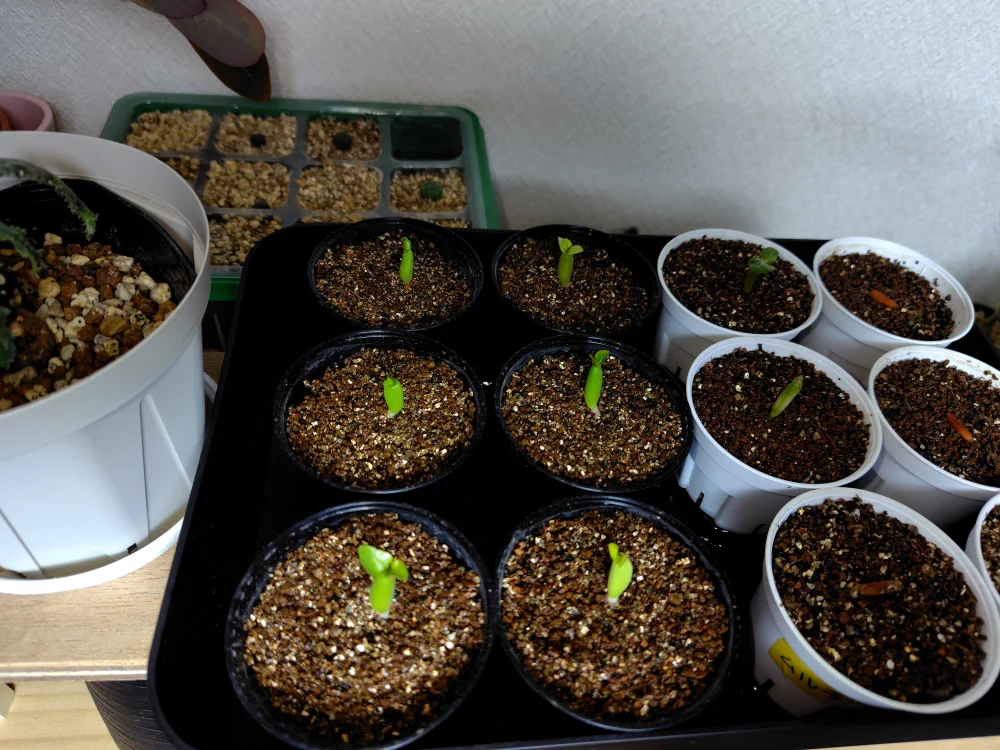 Adenium arabicum King Kong (アデニウム アラビカム キングコング)