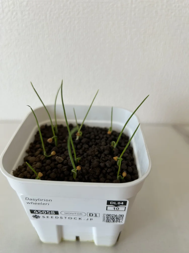ダシリリオン ウィーレリ Dasylirion wheeleri