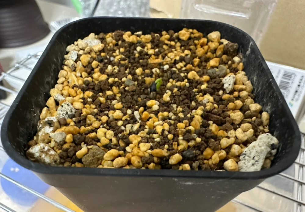 Agave utahensis nevadensis (アガベ ネヴァデンシス)