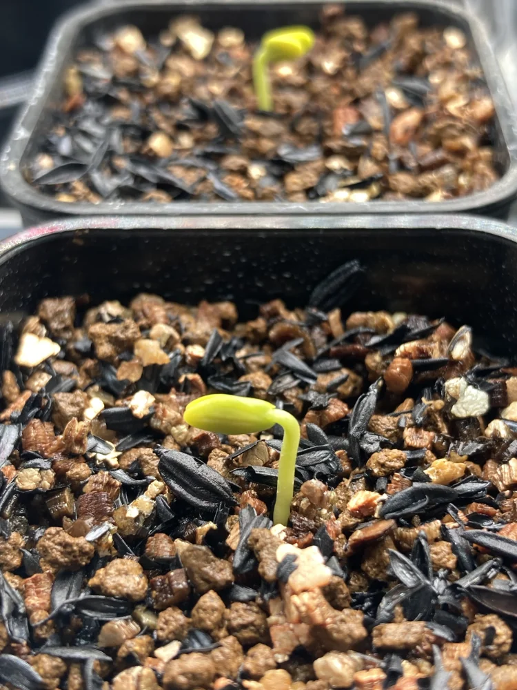 Senna meridionalis (センナ メリディオナリス)