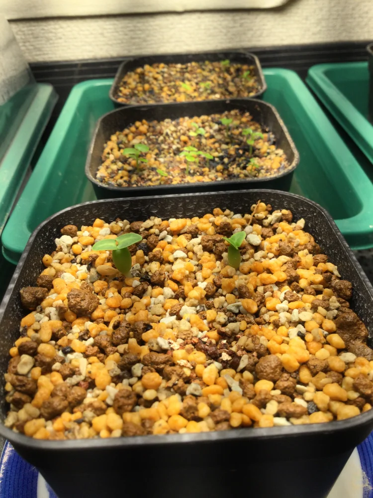 Pachypodium bispinosum (パキポディウム ビスピノーサム)