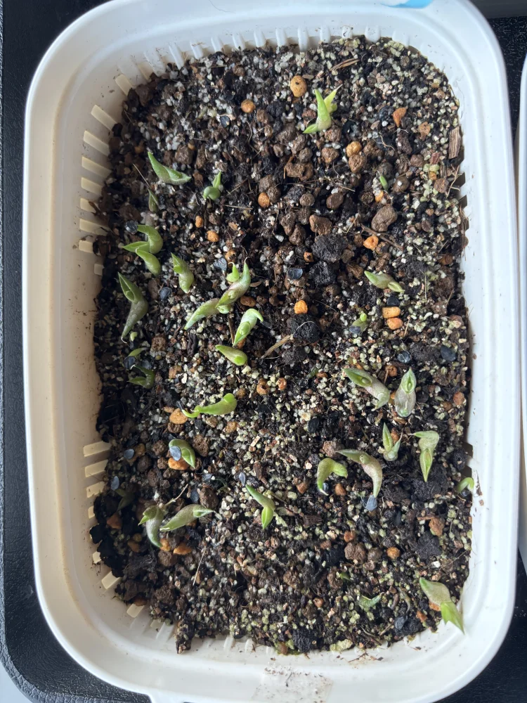 Agave titanota Blue (アガベ チタノタブルー)