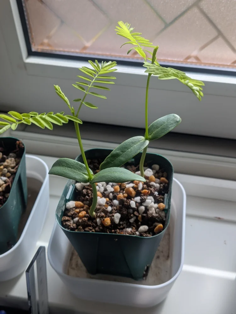 Delonix regia (デロニクス レジア 鳳凰木)