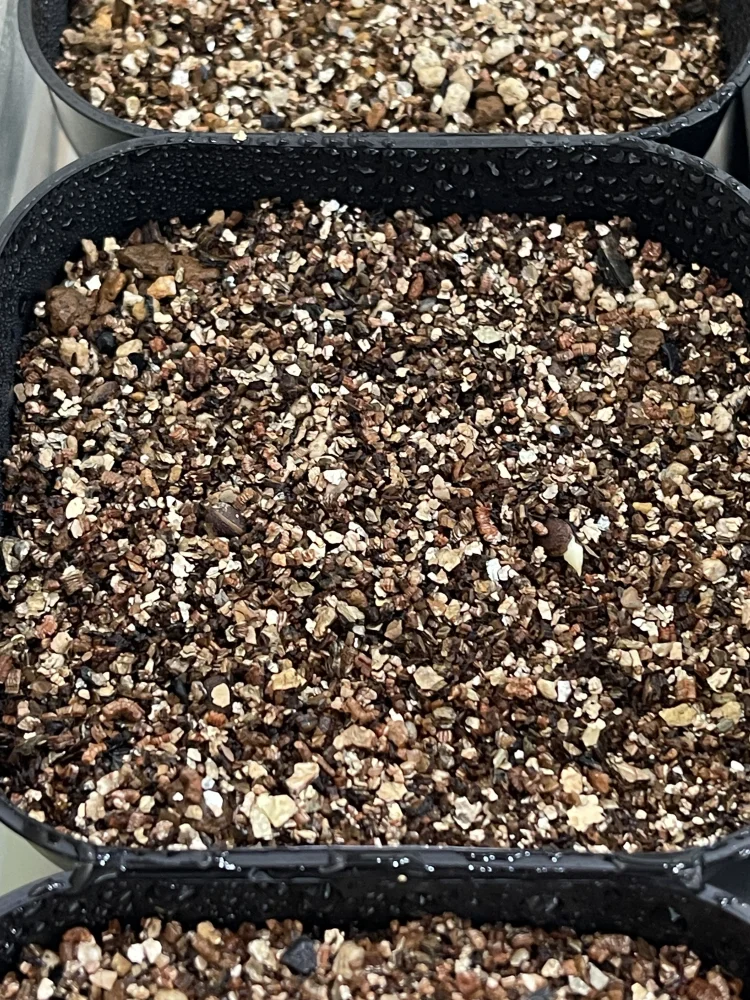 Kedrostis africana (ケドロスティス アフリカーナ)