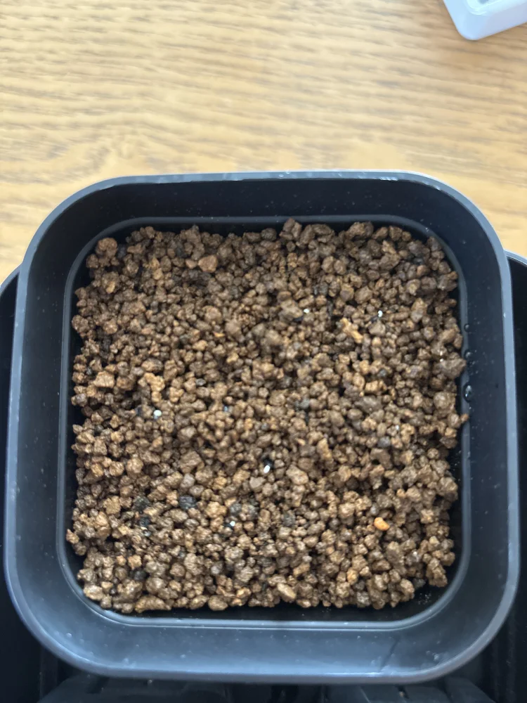 Agave megalodonta (アガベ メガロドンタ)