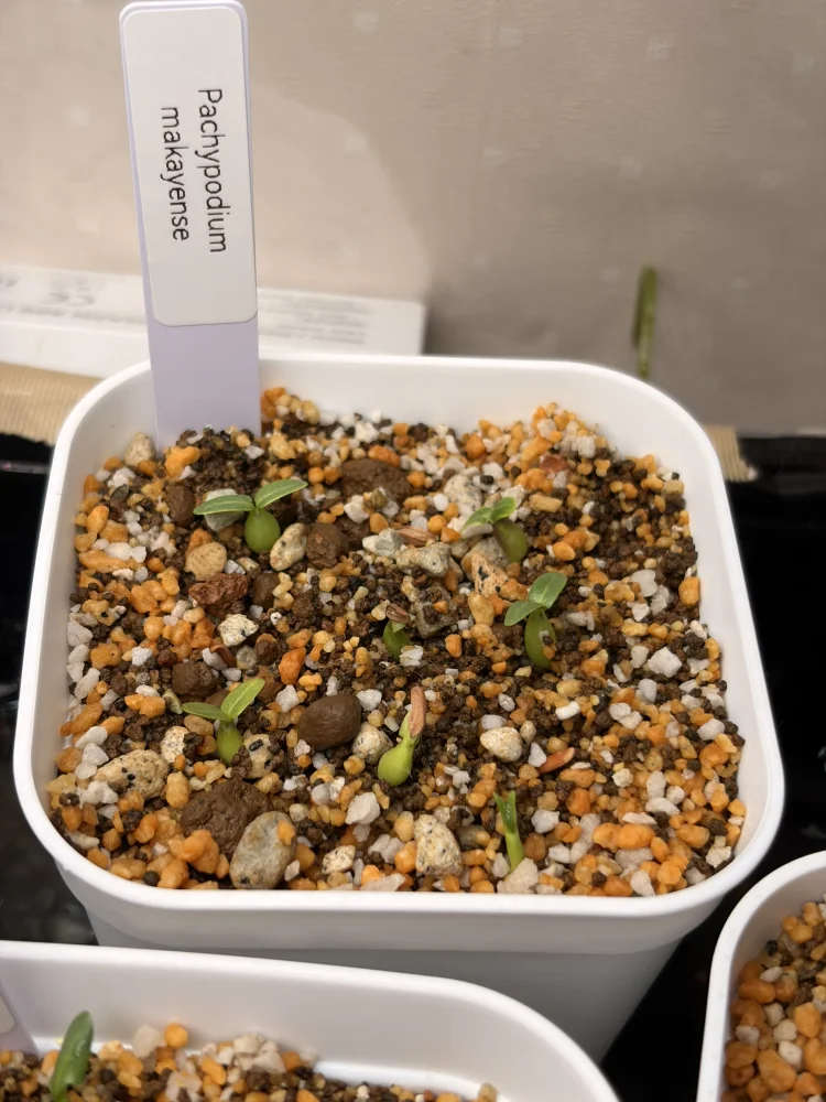 Pachypodium rosulatum subsp. makayense (パキポディウム マカイエンセ)