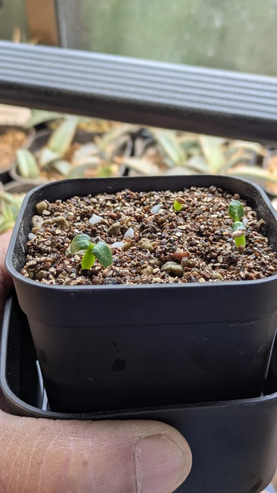 Pachypodium rosulatum var. inopinatum ([プレゼント種子 3月22日まで] パキポディウム イノピナツム)