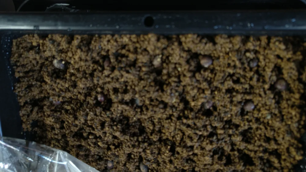 Washingtonia robusta (ワシントニア ロブスタ)