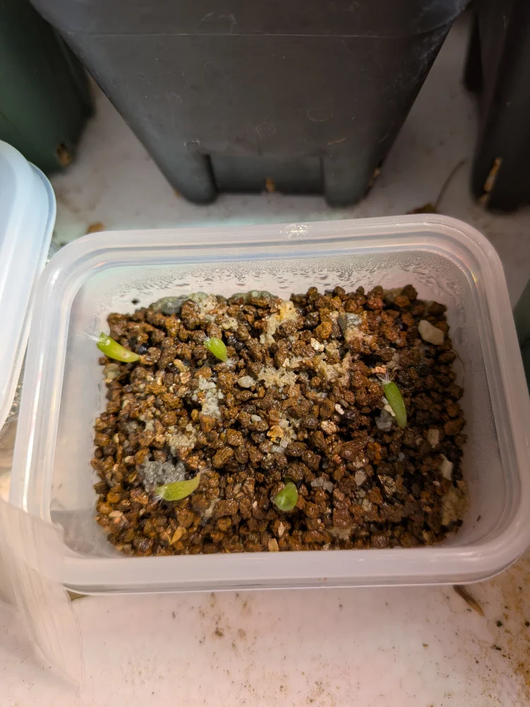 Uebelmannia pectinifera var. multicostata (ユーベルマニア ムルチコスタータ)