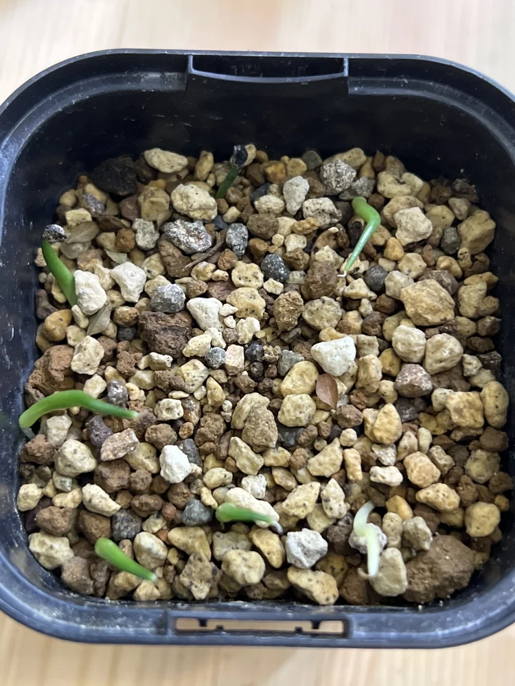 Agave chazaroi (アガベ チャザロイ)