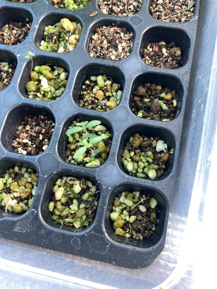 Eucalyptus cinerea (ユーカリ シネレア)