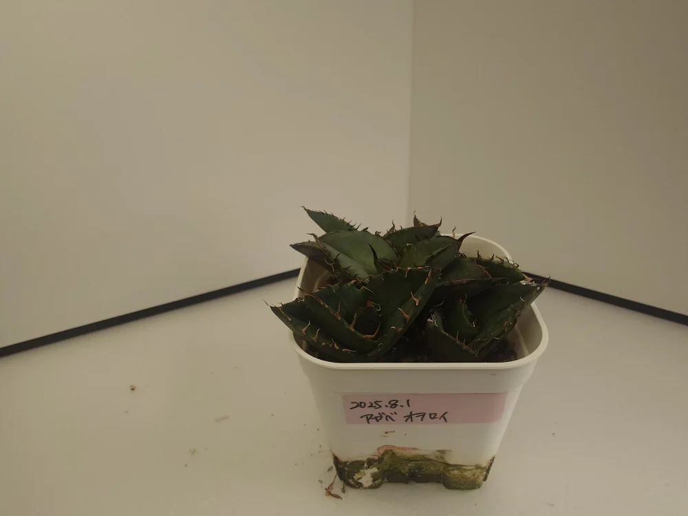 Agave oteroi Lot. (アガベ オテロイ)
