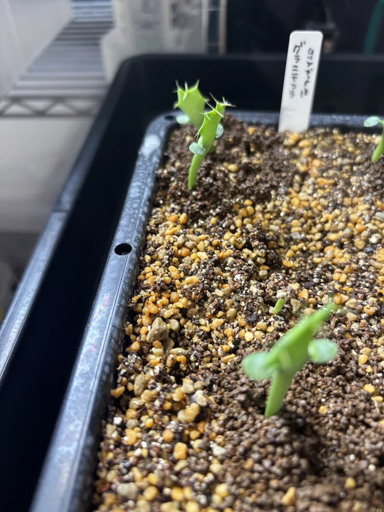 Euphorbia graniticola (ユーフォルビア グラニティコラ)