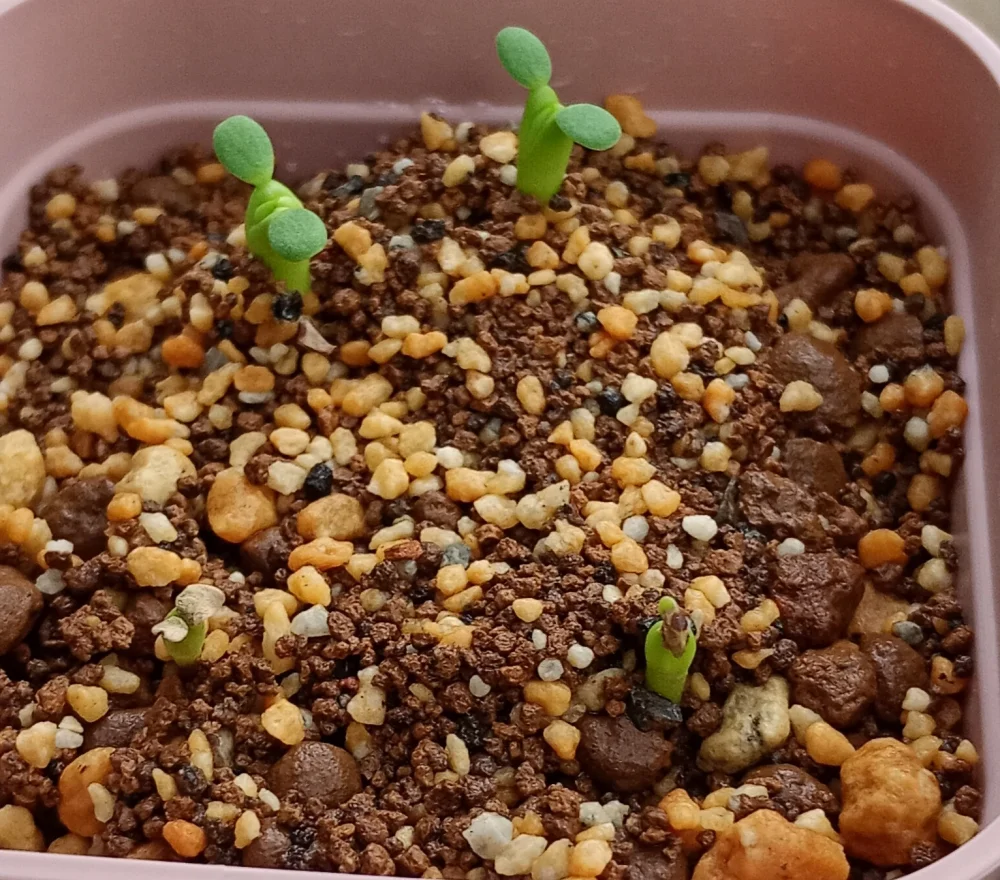 Euphorbia obesa (ユーフォルビア オベサ)