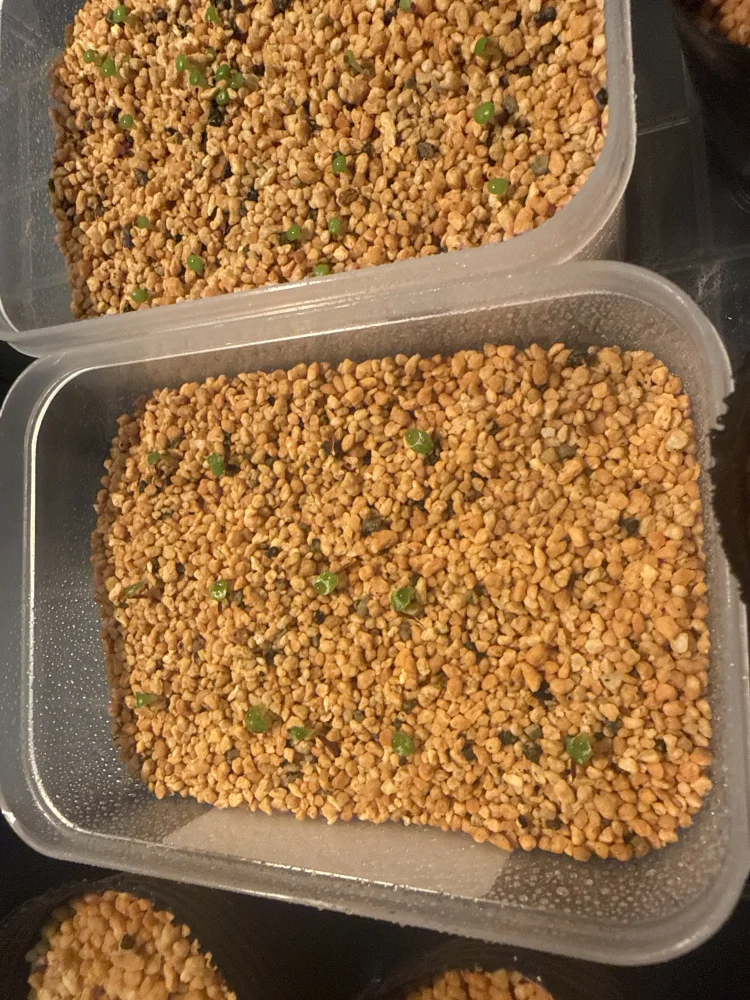 Hechtia lanata (ヘクチア ラナータ)