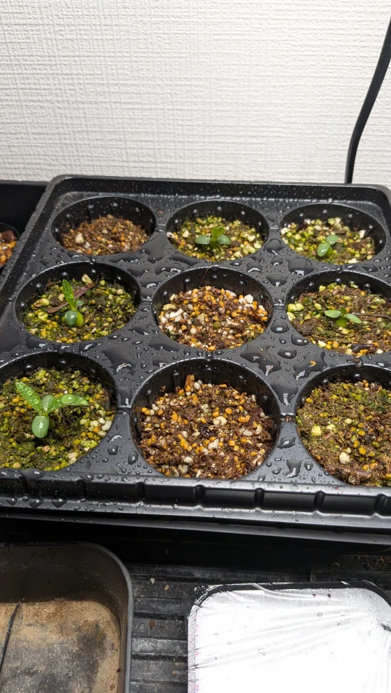 Pachypodium rosulatum ssp. makayense (パキポディウム マカイエンセ)