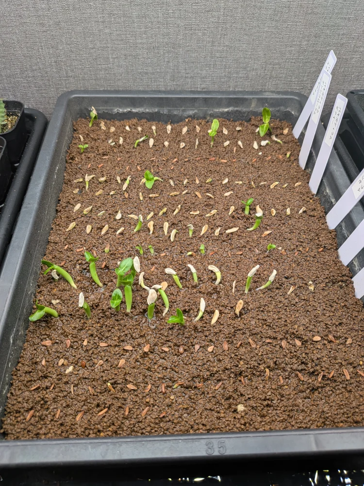 パキポディウム