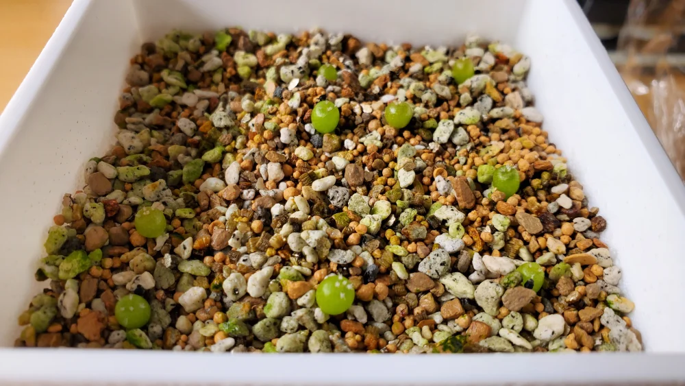 Lophophora fricii (ロフォフォラ 疣銀冠玉)