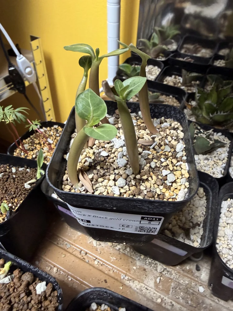 KHZ black X Black gold crown (アデニウム)