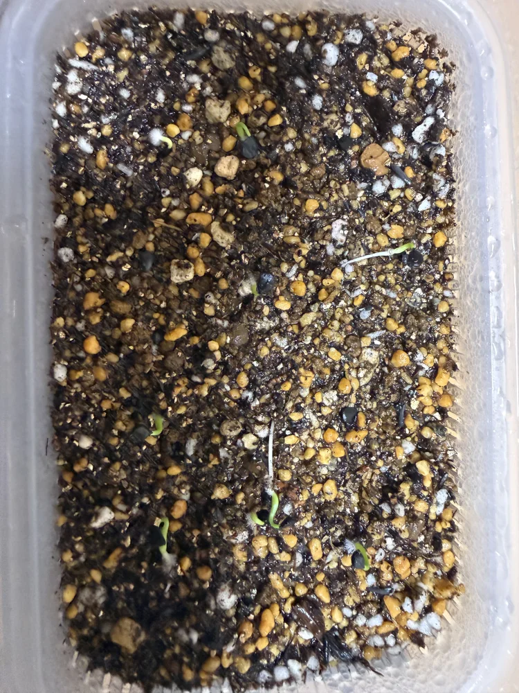 Agave utahensis var. eborispina (アガベ エボリスピナ)