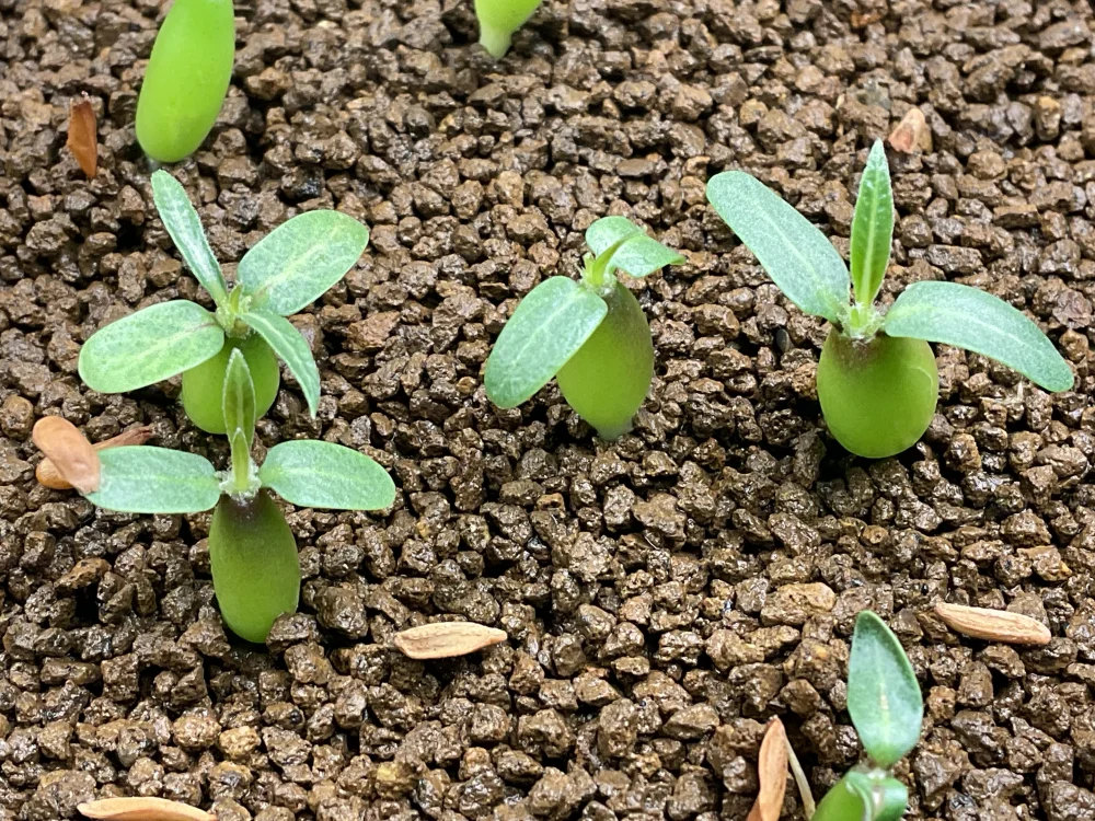 Pachypodium rosulatum (パキポディウム ロスラーツム)