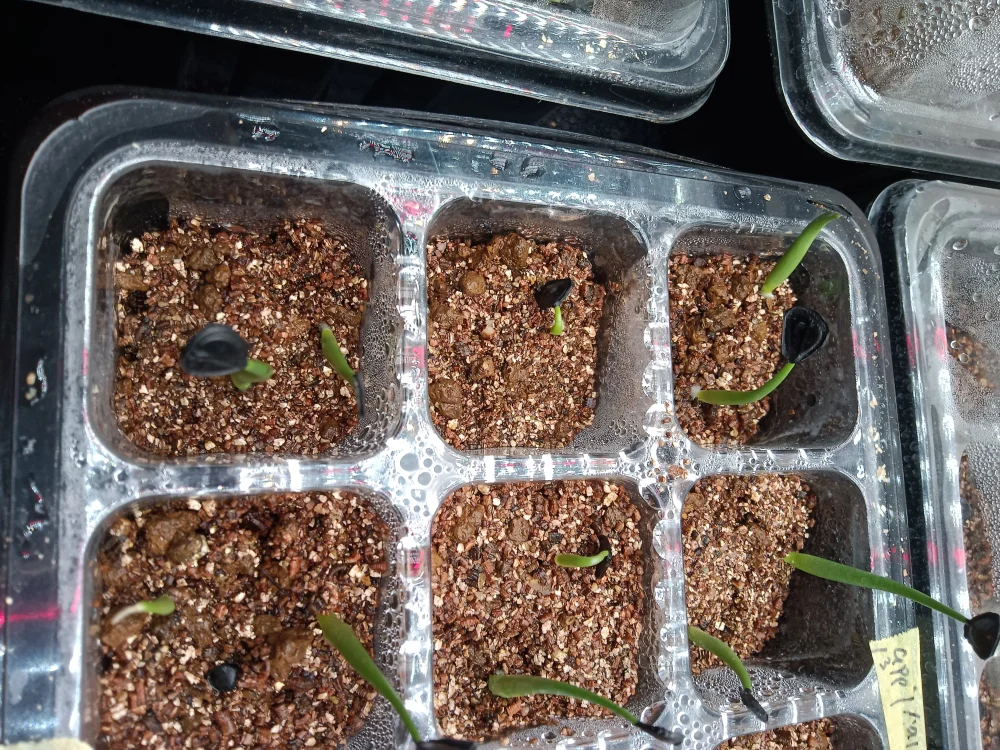 アガベ アプラナータ Agave applanata 孫悟空｜耐寒性 輸入種子 初心者向け