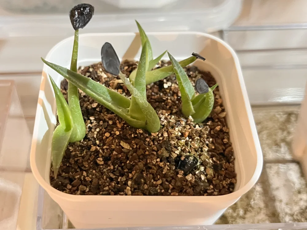 Agave vizcainoensis (アガベ ビスカイノエンシス)