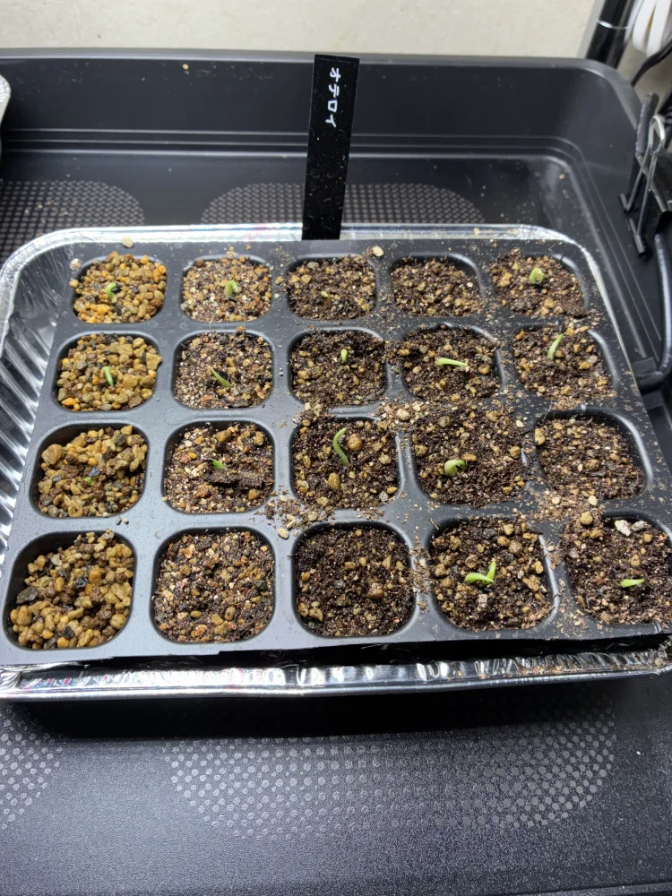 Agave oteroi Lot. (アガベ オテロイ)