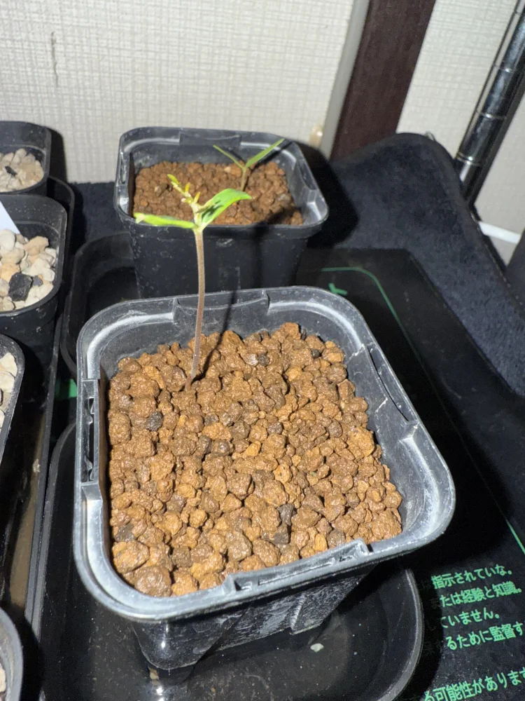 種子] オペルクリカリア パキプス Operculicarya pachypus | 塊根植物
