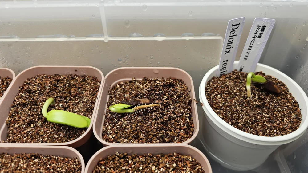 Delonix regia (デロニクス レジア 鳳凰木)