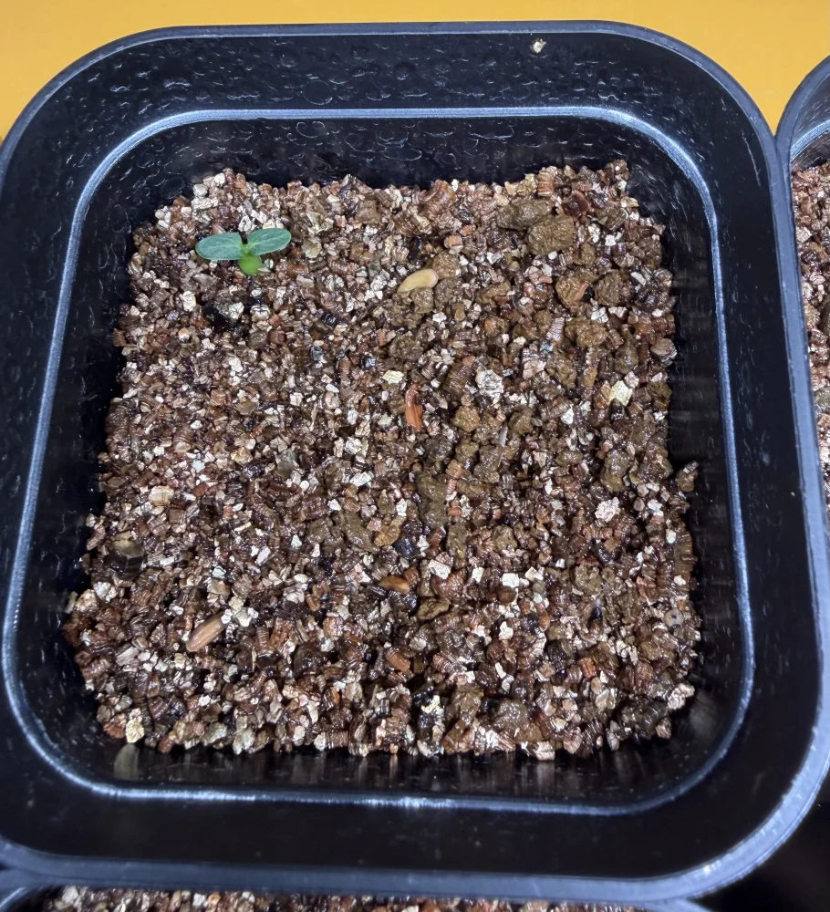 Pachypodium rosulatum var. makayense Lot. FREE ([2026/6/8ご注文分で終了｜プレゼント種子] パキポディウム マカイエンセ)