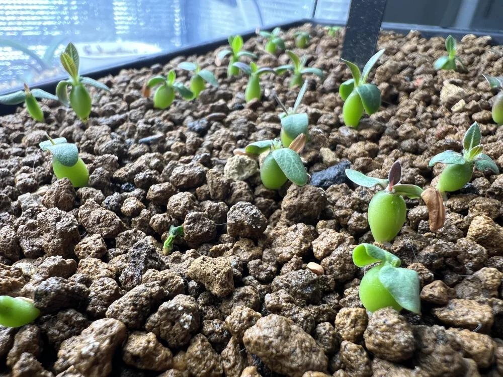 Pachypodium rosulatum var. gracilius Lot. (パキポディウム グラキリス)