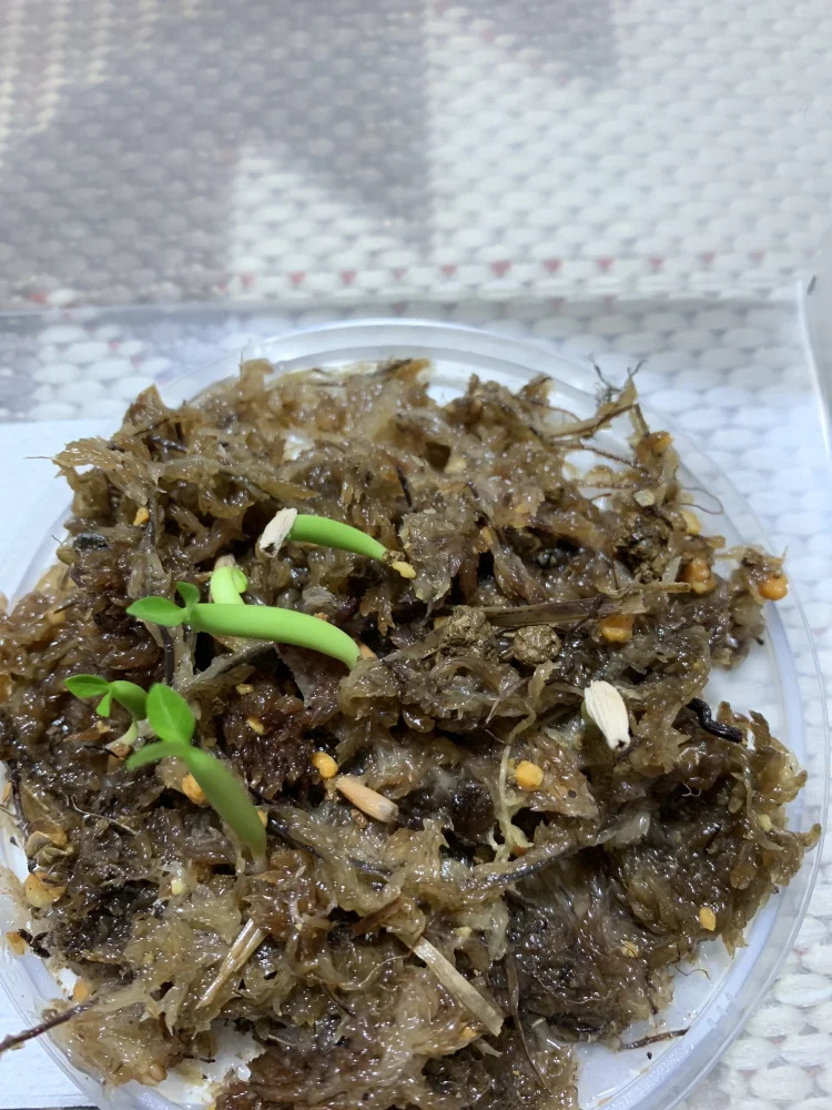 アデニウム ノヴァ タンザニア Adenium Nova Tanzania｜希少品種 塊根植物 実生