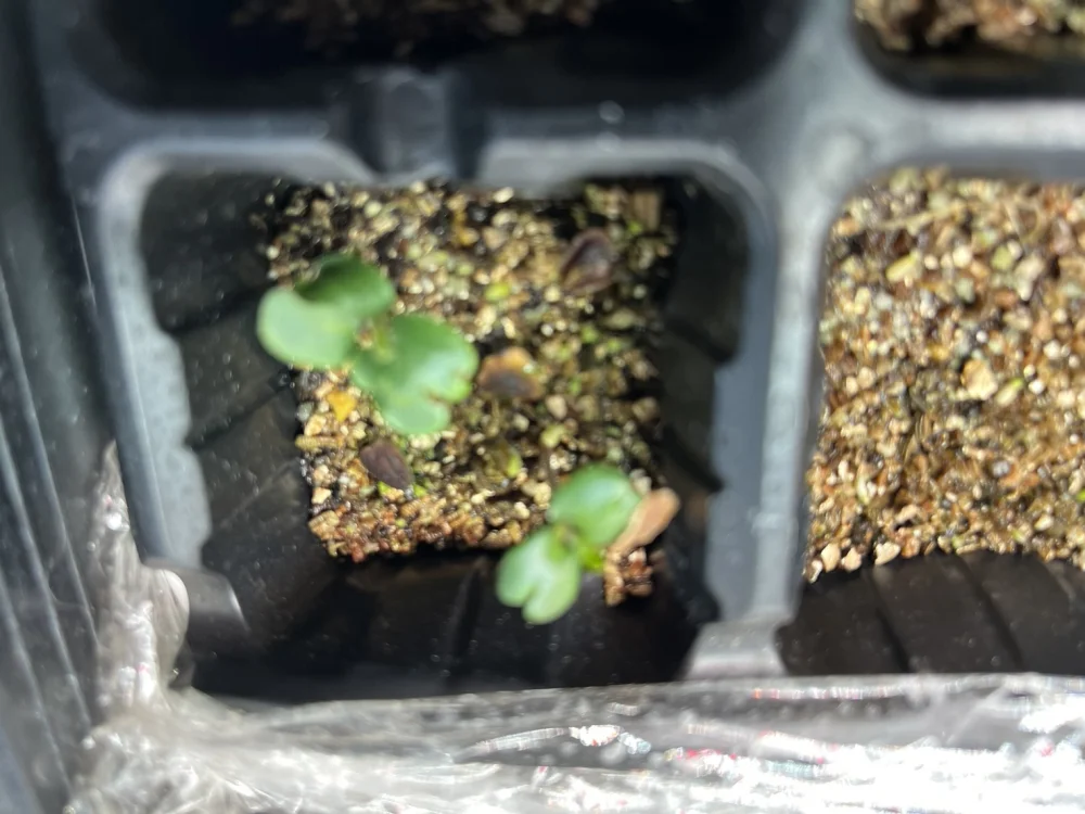 Jacaranda mimosifolia (ジャカランダ ミモザエフォリア)